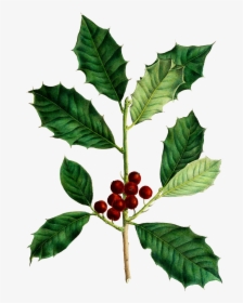Botanical Holly Leaf Drawing, HD Png Download, Free Download