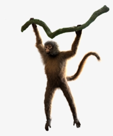 Spidermonkey Multilayer Pose V002 - Spider Monkey, HD Png Download, Free Download