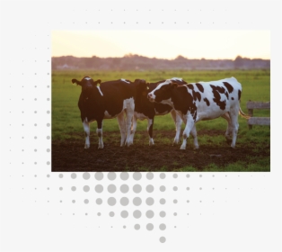 Cattle, HD Png Download, Free Download
