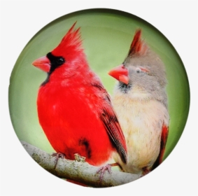 Bird G1000-21 Glass Magnet Cardinal 50mm, HD Png Download, Free Download