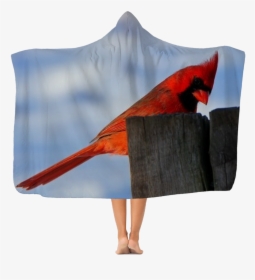 Cardinal Bird Png, Transparent Png, Free Download