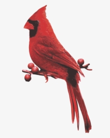 Male Cardinal Red Bird Cardinal With Berries - Northern Cardinal, HD Png Download, Free Download