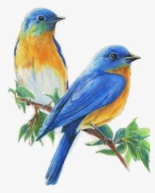 Sivo Premium Colored Pencils, 36 Count - Birds Colour Pencil Sketch, HD Png Download, Free Download
