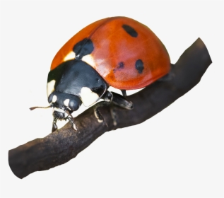 Picture Of Ladybug On Branch - Ladybug, HD Png Download, Free Download