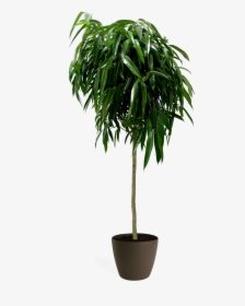 Large Ficus Alii, HD Png Download, Free Download