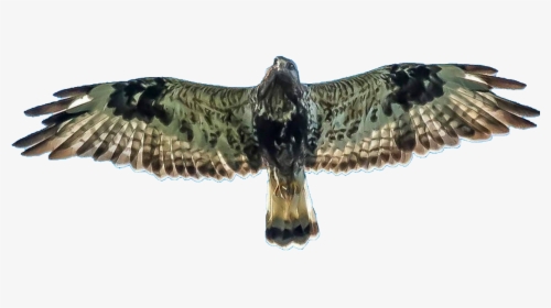 Buzzardpng - Red-tailed Hawk, Transparent Png, Free Download