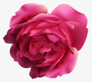 Garden Roses, HD Png Download, Free Download