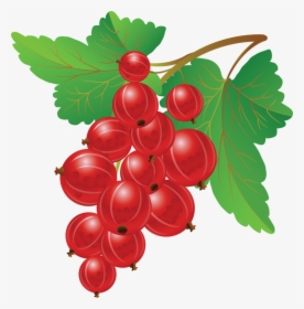 Redcurrant Clipart, HD Png Download, Free Download