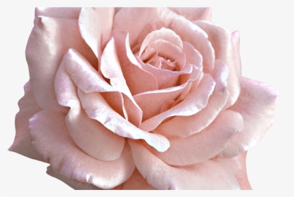 Backgrounds Flower Tumblr Doodles Png Wwwgalleryneedcom - Pink Rose Png Transparent, Png Download, Free Download