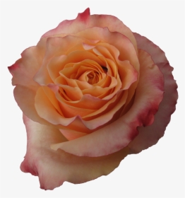 Carpe Diem Rose Flower, HD Png Download, Free Download
