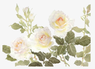 Garden Roses Centifolia Roses Flower White - White Watercolor Flower Clipart Free, HD Png Download, Free Download