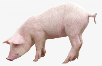 Grab And Download Pig Png In High Resolution - Pig Png, Transparent Png, Free Download