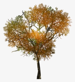 Texture For Large Leafy Branches For Tree Models - Transparent Background Autumn Tree Png, Png Download, Free Download