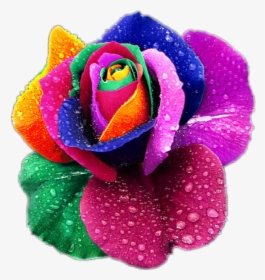#rosa #rose #multicolor #colorful #flower #flor #flores - Rainbow Roses, HD Png Download, Free Download