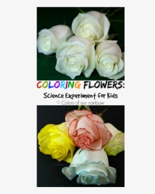 Coloring Flowers Experiment @colorsofourrainbow - Digital Federal Credit Union, HD Png Download, Free Download