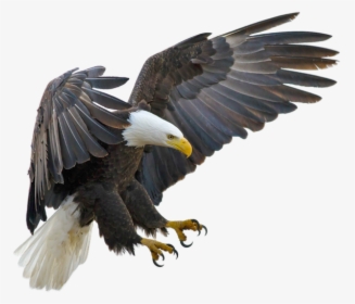 Eagle Flying Transparent Background, HD Png Download, Free Download