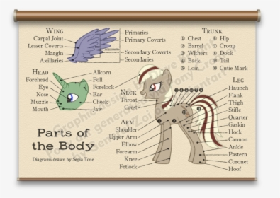 My Little Pony Body Parts, HD Png Download, Free Download