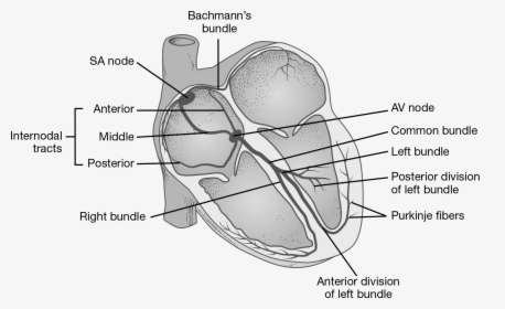 Diagram, HD Png Download, Free Download