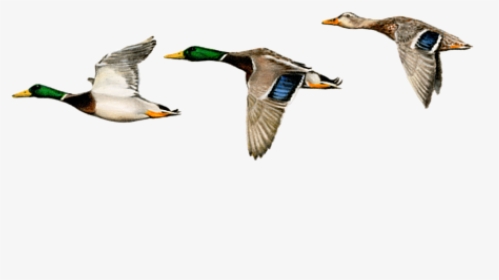 Flying Mallard Duck Painting, HD Png Download, Free Download