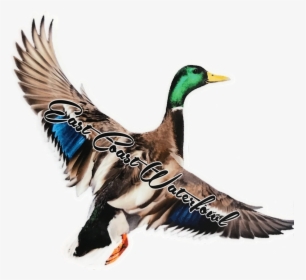 Mallard, HD Png Download, Free Download