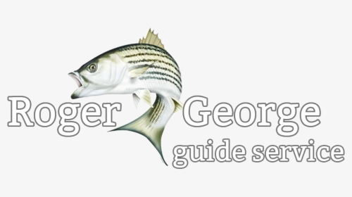 Roger George Guide Service - Pacific Sturgeon, HD Png Download, Free Download