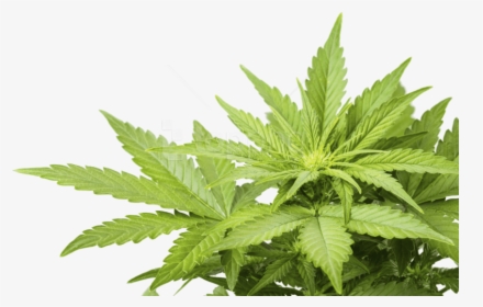 Free Png Images - Cannabis Png, Transparent Png, Free Download