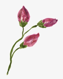 This Graphics Is Rose Flower Branch Transparent Decorative - Freesia, HD Png Download, Free Download