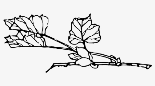 Outline, Tree, Flower, Branch, Plant, Vine, Bush, Shrub - Clip Art, HD Png Download, Free Download