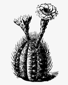 Cactus Black And White Transparent, HD Png Download, Free Download