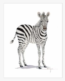 Baby Zebra Png - Zebra Picture Transparent Background, Png Download, Free Download