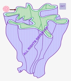 /images/folds Irregular Longi - Map, HD Png Download, Free Download