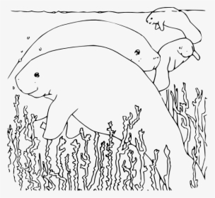 Manatee Coloring Page, HD Png Download, Free Download