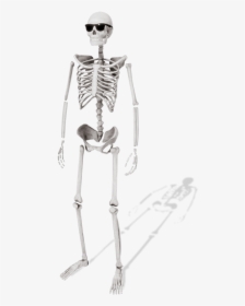 Skeleton, HD Png Download, Free Download