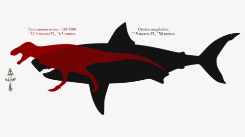 Shark Tooth Megalodon Tyrannosaurus Great White Shark - Ark Great White Shark, HD Png Download, Free Download