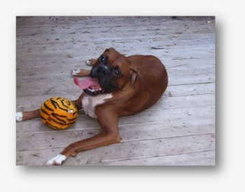 Boxer, HD Png Download, Free Download