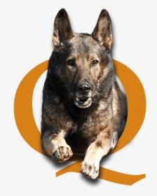 Dog Training Phoenix Scottsdale, Quality K9, Tino Reinke, - German Shepherd Training Png, Transparent Png, Free Download