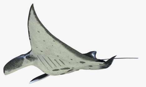 Marlin, HD Png Download, Free Download