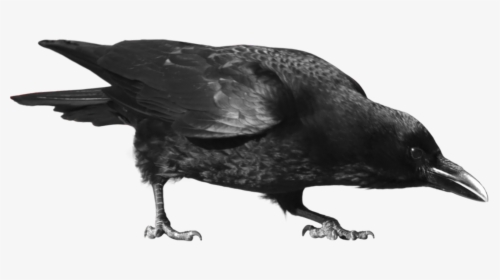 Common Raven Carrion Clip - Crow .png, Transparent Png, Free Download