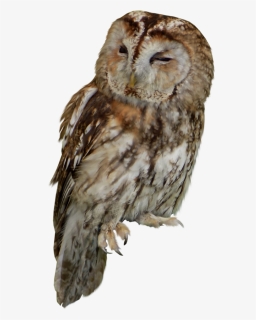 Tawny Owl Clipart - Tawny Owl Png, Transparent Png, Free Download