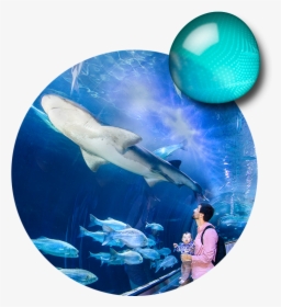 Aquarium Of The Bay, HD Png Download, Free Download