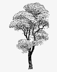 Outline, Drawing, Sketch, Tree, Cartoon, Winter, Trees - Drawings Of Tall Trees, HD Png Download, Free Download
