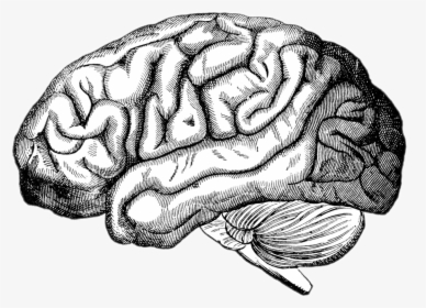 #realistic #brain - Realistic Drawing Of A Brain, HD Png Download, Free Download