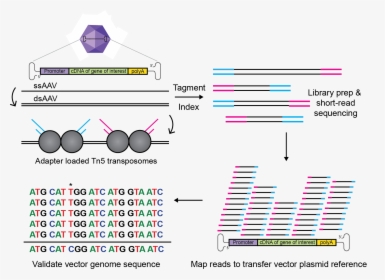 Diagram, HD Png Download, Free Download