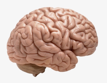 Human Brain , Png Download - Does A Brain Look Like, Transparent Png, Free Download