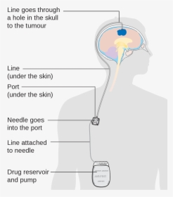 Diagram Of What Drugs Do To You, HD Png Download, Free Download