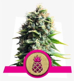 Pineapple Kush Royal Queen, HD Png Download, Free Download