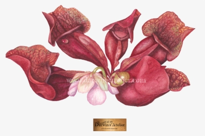 Orchids Of The Philippines, HD Png Download, Free Download