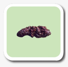 Coyote Scat With Berries - Carne Asada, HD Png Download, Free Download