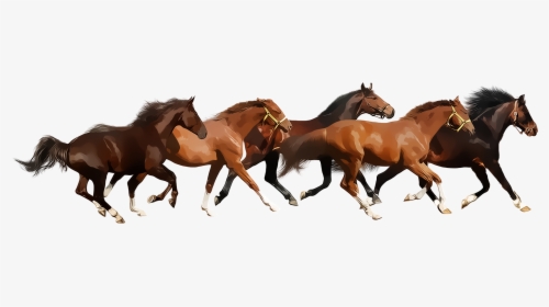 Running Horse Png - Horses Running Png, Transparent Png, Free Download
