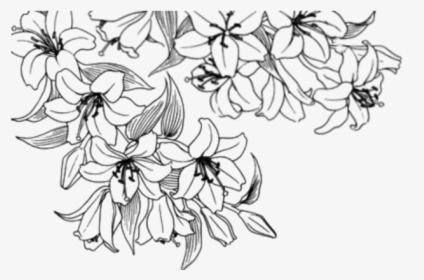 Transparent Flowers Drawing Png, Png Download, Free Download